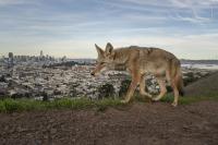 See the Stunning Winners of the Wildlife Photographer of the Year Contest, Capturing the Splendor and Drama of Nature