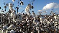 Hurricane Isaias adds uncertainty to the quality of the U.S. cotton crop