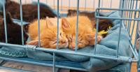 Florida Woman Accused of Burying Kittens Alive Because She Thought They Were Demons