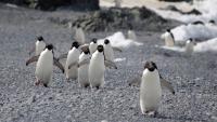 Scientists Identify Avian Cholera as Major Cause of Penguins Deaths in Antarctica