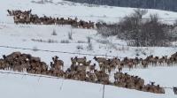 Montana Woman Captures Stunning Footage Of Never-Ending Elk Herd