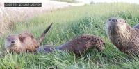 North Dakota Game and Fish trail cameras reveal otterly-wild animal behavior