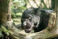 Oklahoma's Black Panther Legends And Reported Encounters