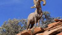 Sportsman applications for 'hunt of a lifetime' open in Utah soon