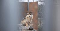Trump Wants to Let Ranchers Shoot Wolves. Science Suggests That’s the Wrong Fix.