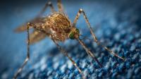 Illinois West Nile Cases Reach 66 as Warren County Reports First Case Before the Season's First Frost