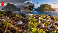 Scientists removed 18 invasive black rats from Mokoliʻi Island in 2002 using traps and poison bait; surviving Wedge-tailed Shearwater chicks rose from one to 185 by 2003