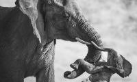 A mother's grief: Poignant image of elephant carrying its dead calf wins Wildlife Photographer of the Year