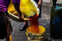 Palm Oil: Experts advocate gene editing, improved field management