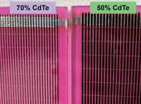 Magenta CdTe solar panels support broccoli cultivation in agrivoltaic trial