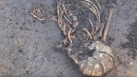 Hidden for 7,000 years: The twisted skeleton baffling German archaeologists