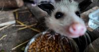 Delaware wildlife rehabilitators fundraising for a dedicated wildlife center