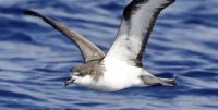 10/14/26 – HELP NEEDED DURING SEABIRD FALLOUT SEASON