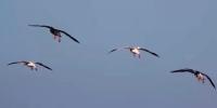 Louisiana Wildlife Federation urges residents to reduce outdoor lighting during bird migration