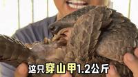 Chinese social media used to promote illegal wildlife trade in Laos