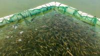 Michigan DNR to track fish stocking using 23andMe-style gene testing