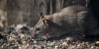 Indianapolis Ranks 19th In US For Rodent Control Activity