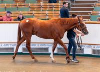 Record 75 Million Gns Changes Hands At Memorable Tattersalls Book 2 Sale 