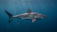 Canada Proposes Endangered Status for Porbeagle Shark 22 Years After Scientists First Flagged It