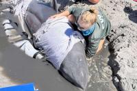 Dolphin stuck on sandbar swims free after nearly 6-hour community rescue in Florida