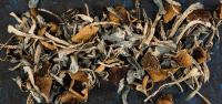 Secret Shoppers Study Finds Oregon Psilocybin Centers Highly Compliant