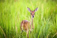 Global forest rights funding grows, but direct access lags