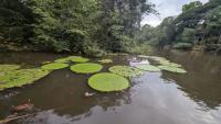 An Instagram Selfie Led Kew Botanists to Victoria colombiana, a New Giant Waterlily with Perhaps 50 Plants Left in the Wild