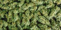 What federal marijuana rescheduling means for South Dakota’s medical marijuana program