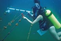 Costa Rica Moves 2,700 Corals Deeper to Escape El Niño Heat