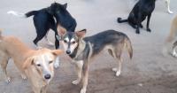 India's 'Streeties:' Rethinking What Makes a Dog’s Life Good