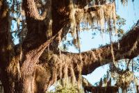 Orange Blossom Revue Brings Music And Old Florida Charm To Lake Wales