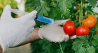 PH still regional leader in GM crops – report