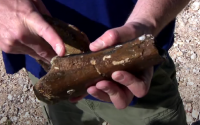 New Dinosaur Species Discovered in Croatia
