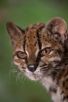 What Happens When Your New Cat Species Goes Mega-Viral?