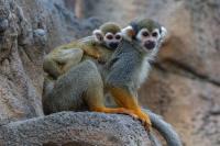 Baby Guianan squirrel monkey grows stronger every day