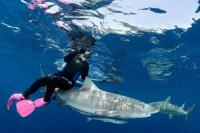 Friends Travel to ‘Depths of the Ocean’ to Share Adventures with 16-Foot Tiger Sharks and Venomous Snakes (Exclusive)