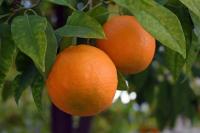 Turkey’s fresh fruit exports jump 48 per cent in value