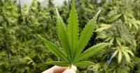 New US Hemp Rules Take Effect December 11, Shifting Demand for South American Exporters
