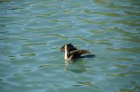Embracing the wild: A crash course to Northwestern wildlife