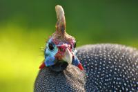 It’s that time of year - big birds are smashing SA windshields