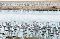 A beacon of Abu Dhabi's conservation legacy