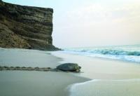 Initiatives enhance marine environment