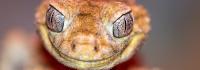 Scales Expo brings reptile education to West Palm Beach