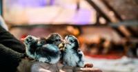 Poultry innovation in Cambodia achieves global recognition