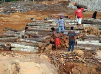 Indonesia Pledged to Stop Clearing Papua's Forests; Its Own Decrees Say Otherwise