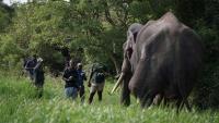 Human-elephant conflict takes deadly toll in Sri Lanka