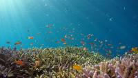 Protected Areas or Paper Parks? The Reality Behind Major Ocean Conservation Pledges