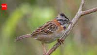 Tech Aids Lost Birdsong Recovery: Synthetic calls help sparrows relearn old songs; scientists weigh AI’s role