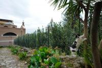 Cultivating creation: lessons from the Vatican Gardens