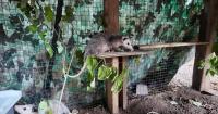 Delaware animal rehab